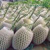 1kg-bao-xop-luoi-bao-dua-buoi-thanh-long-mau-trang-22cm - ảnh nhỏ 5