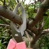 keo-khoanh-canh-rong-4-5cm-mau-hong-dung-cu-vuon-uom-chuyen-nghiep - ảnh nhỏ 6