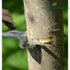 dung-cu-khoanh-than-cay-xoay-ho-tro-ra-hoa-dau-qua-manh - ảnh nhỏ 2