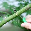 dao-khoanh-vo-tao-ranh-4mm-kich-thich-ra-hoa-cay-an-trai-hieu-qua - ảnh nhỏ 4