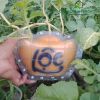 khuon-thoi-vang-trung-040 - ảnh nhỏ 2