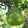 khuon-giot-nuoc-hinh-phat - ảnh nhỏ 3