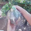 khuon-giot-nuoc-chu-thu-phap-loai-trung - ảnh nhỏ 6
