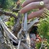 kim-cap-tron-trang-bonsai-mstwa - ảnh nhỏ 5