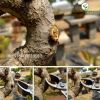kim-cap-xeo-trang-bonsai-mstwa - ảnh nhỏ 3
