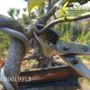kim-cap-xeo-trang-bonsai-mstwa - ảnh nhỏ 8