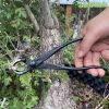 cap-tron-den-bonsai-loai-thuong - ảnh nhỏ 2
