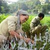 bang-ghep-cay-tu-huy - ảnh nhỏ 4