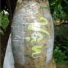 5-tui-bao-trai-tao-chu-thu-phap-cho-qua-xoai - ảnh nhỏ 5