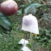 100-cai-tui-bao-vu-sua-na-ta-sapo-18x20-chat-lieu-vai-khong-det - ảnh nhỏ  1