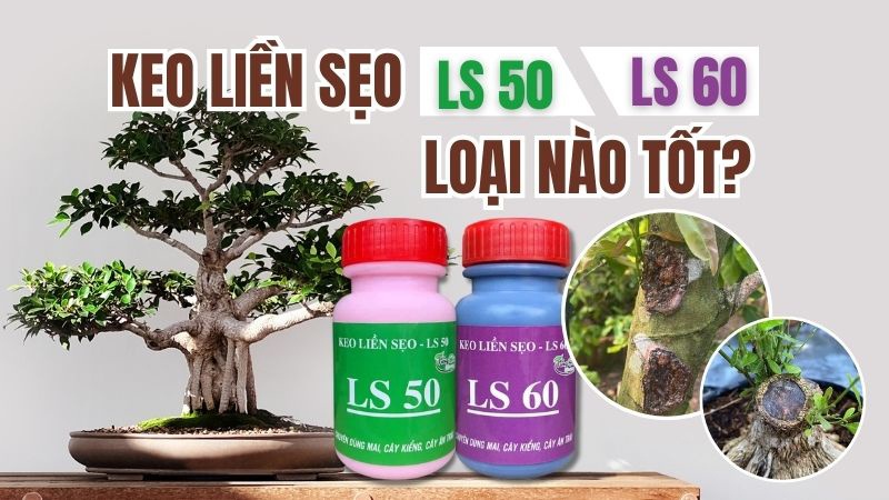 Phân biệt sự khác nhau giữa keo liền sẹo LS 50 và LS 60