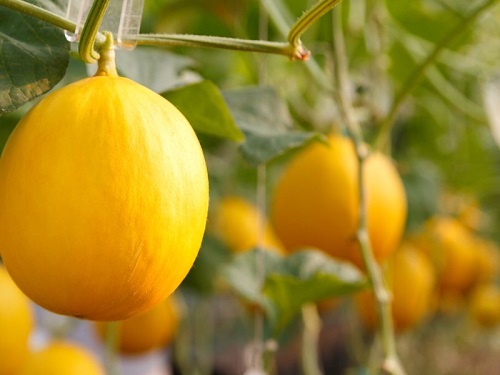 Cách trồng giống dưa Hoàng Kim đạt hiệu quả: trái to, vị ngọt, năng suất vượt trội
